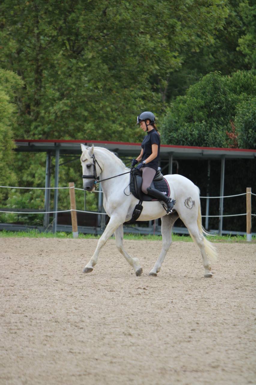Magnifique PRE 