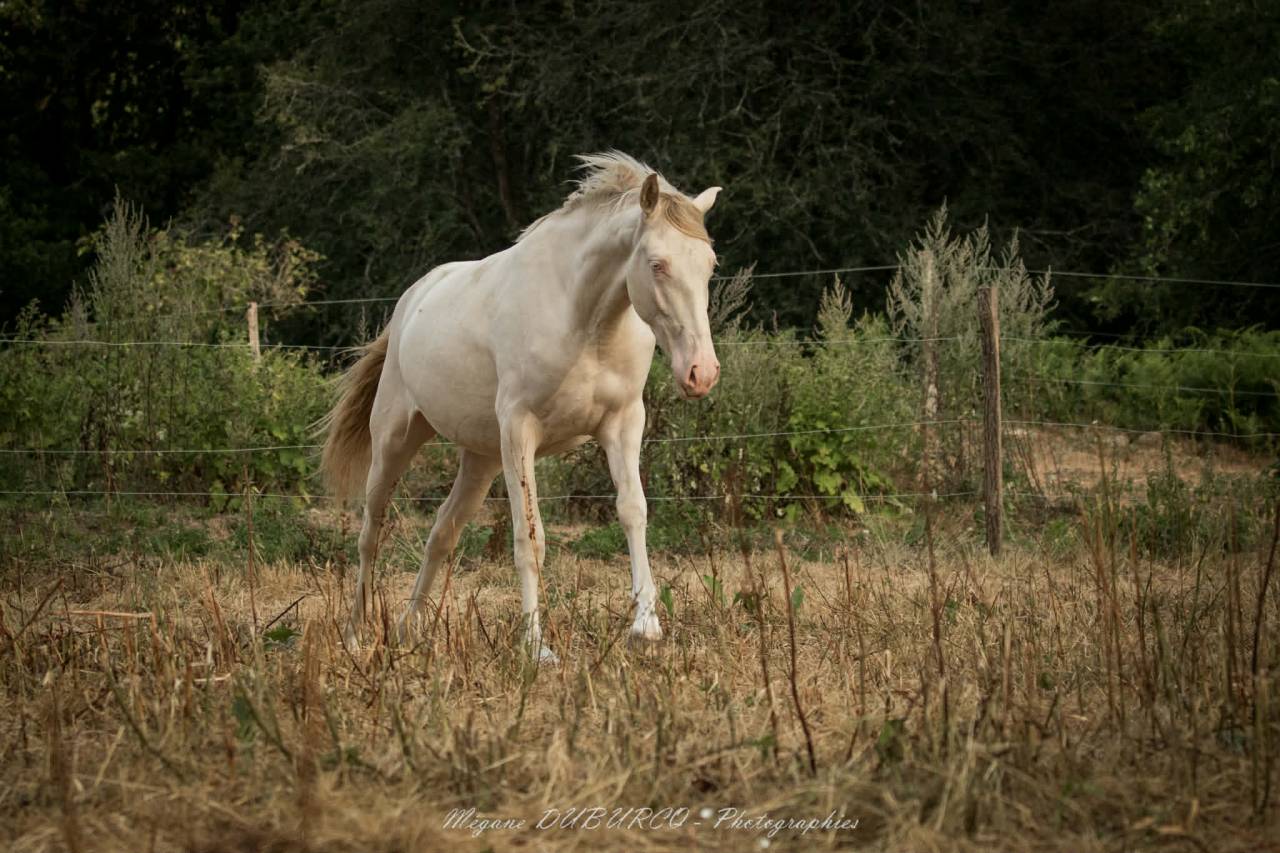 Pouliche ib&eacute;rique PP RPB