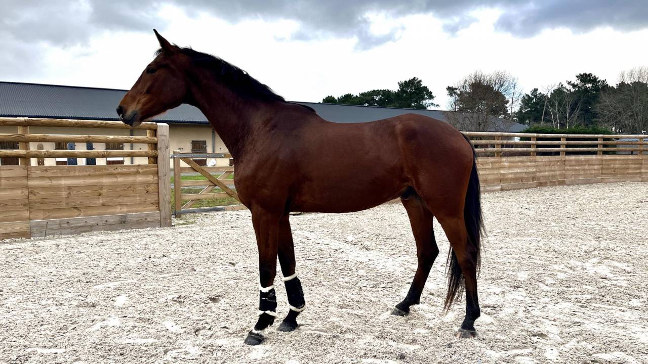 Lord du Payrol &ndash; Hongre 5 ans &ndash; CCE / Dressage