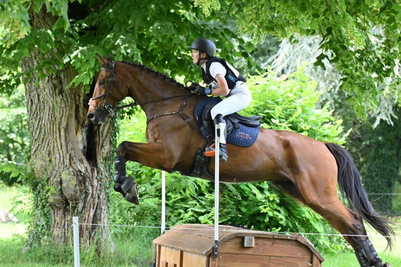 Lord du Payrol &ndash; Hongre 5 ans &ndash; CCE / Dressage
