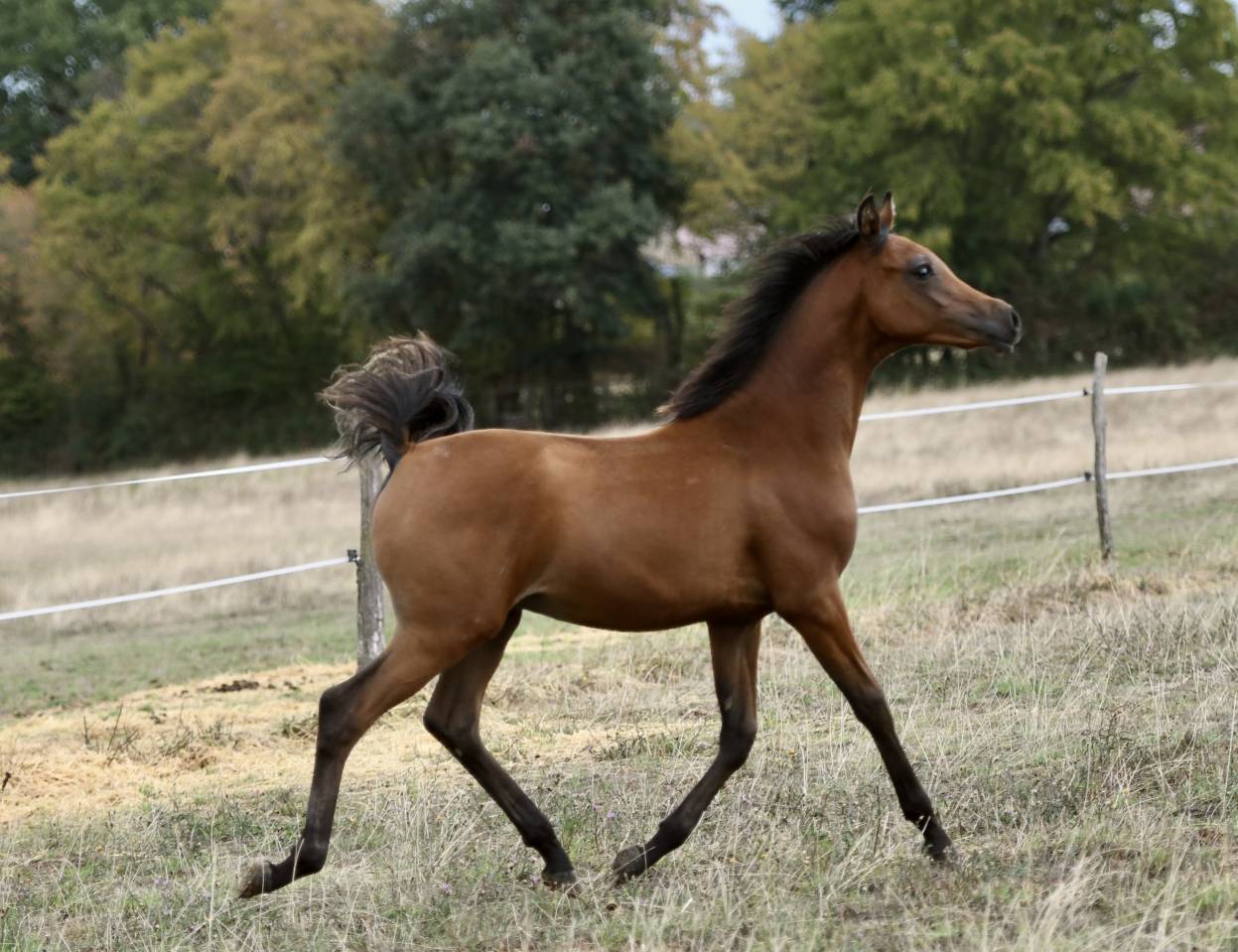 Poulain Arabe grande taille 