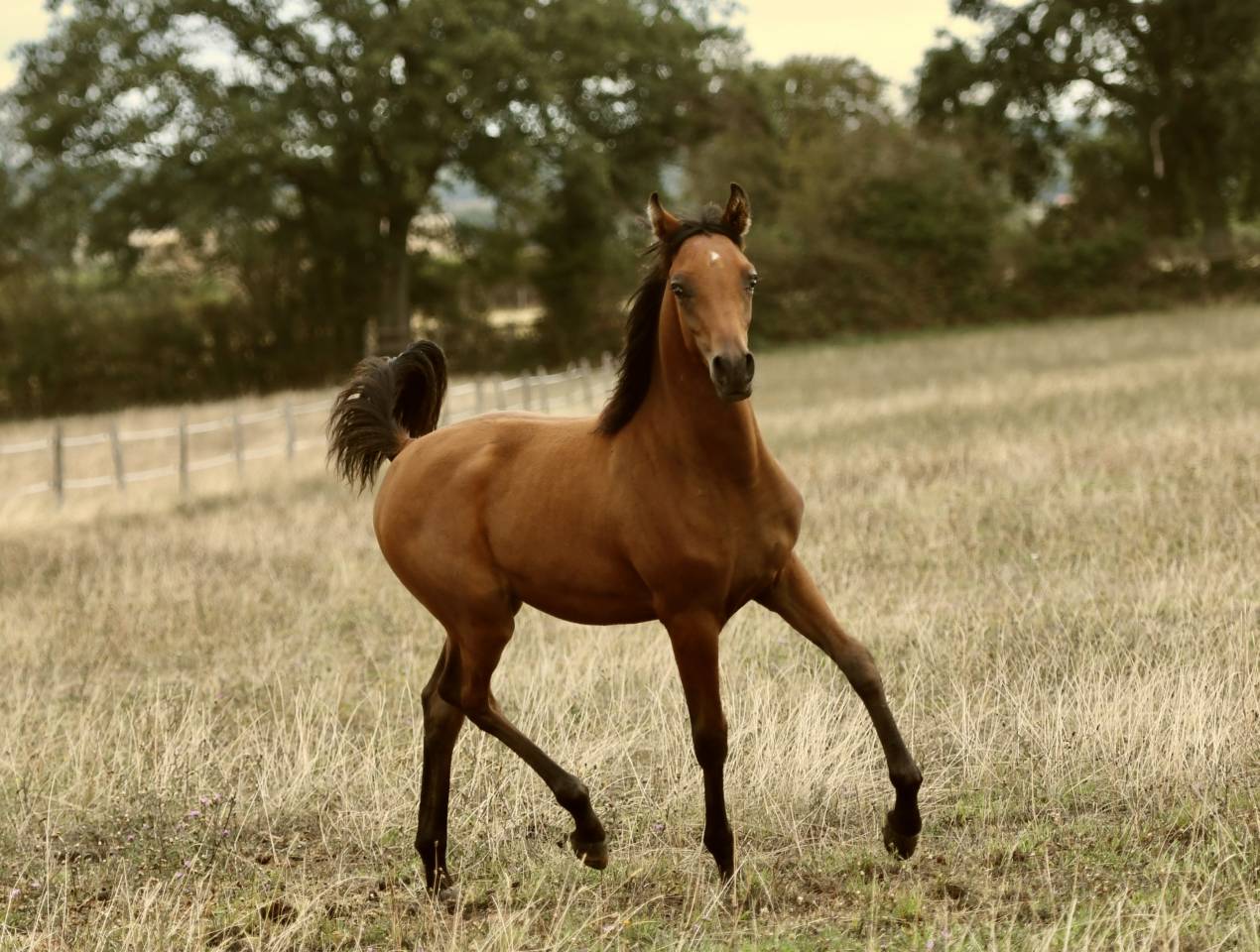 Poulain Arabe grande taille 