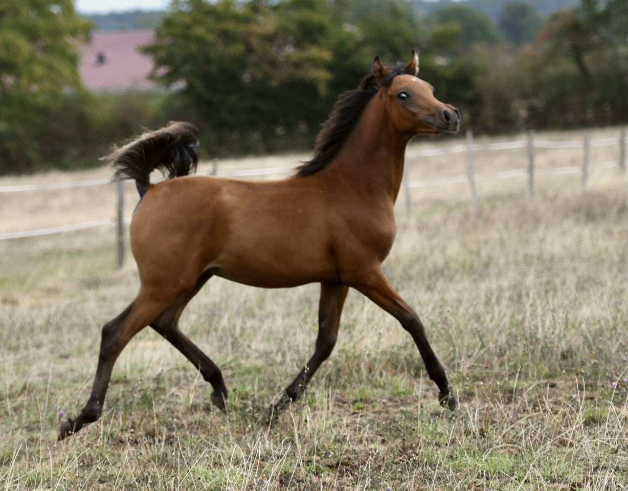 Poulain Arabe grande taille 