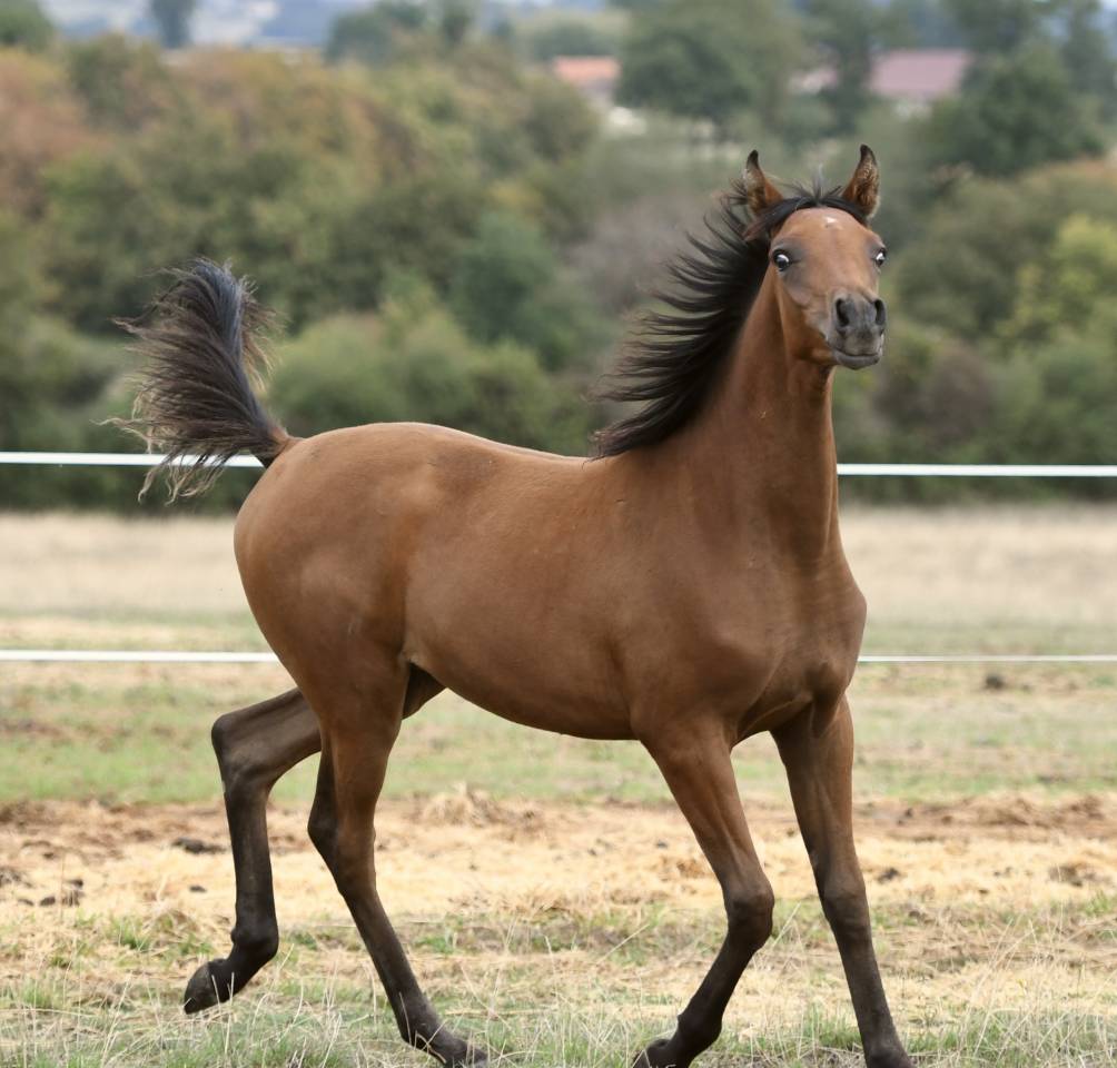 Poulain Arabe grande taille 
