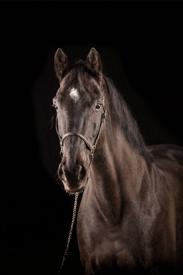 Cheval &agrave; vendre 
