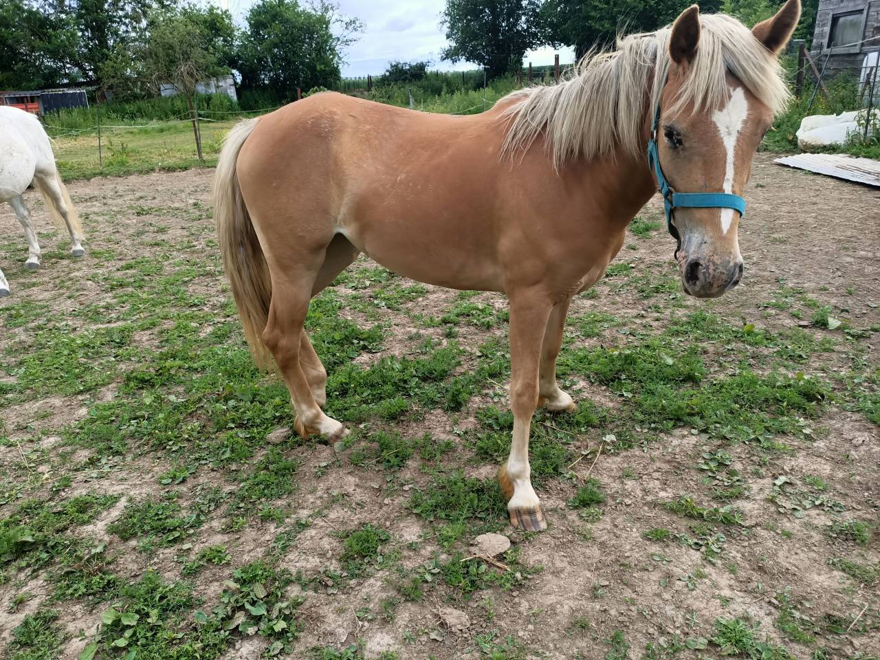 Double ponette n&eacute;e le 7 mai 2024 papier oc
