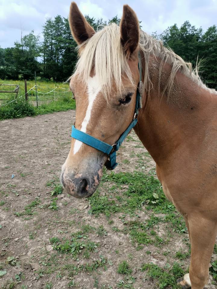 Double ponette n&eacute;e le 7 mai 2024 papier oc