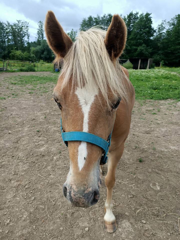 Double ponette n&eacute;e le 7 mai 2024 papier oc