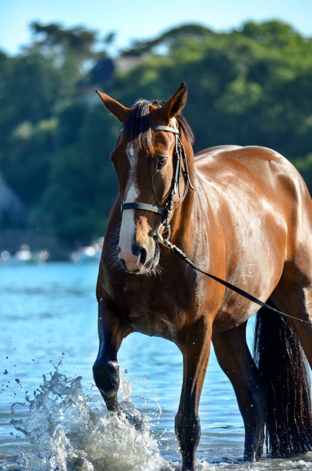trotteuse 4 ans pour loisir