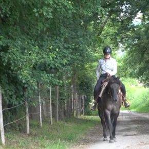 KALA - Quarter Horse Grullo