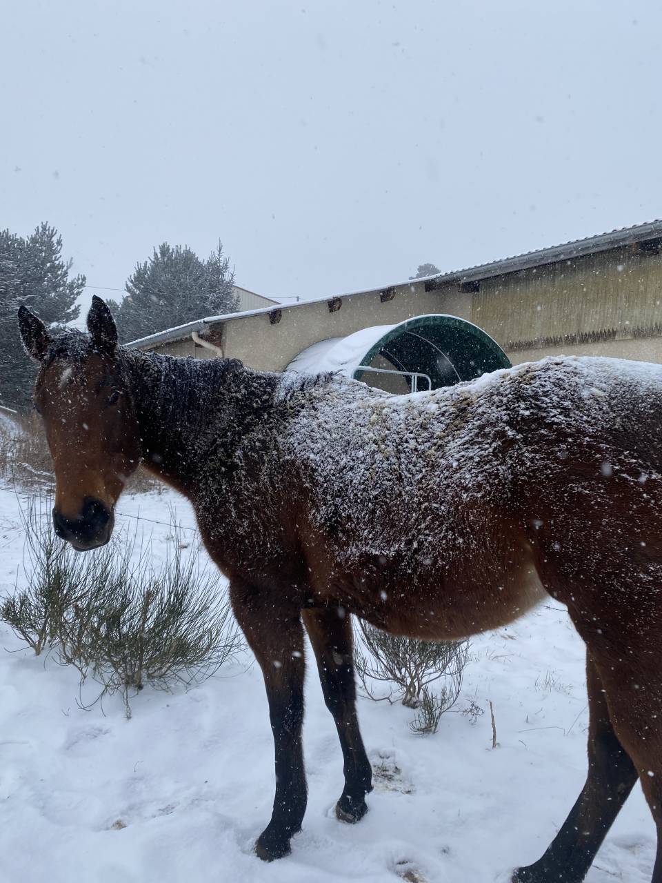 Amoureuse jument 5ans- Sommerabend (GB)* Soul city(IRE)
