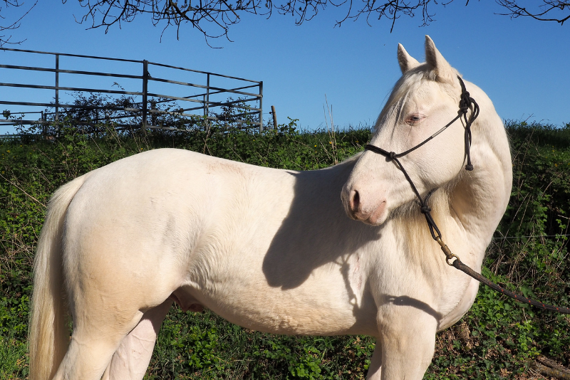 Orion, Votre Prochain Compagnon d&rsquo;Exception ✨