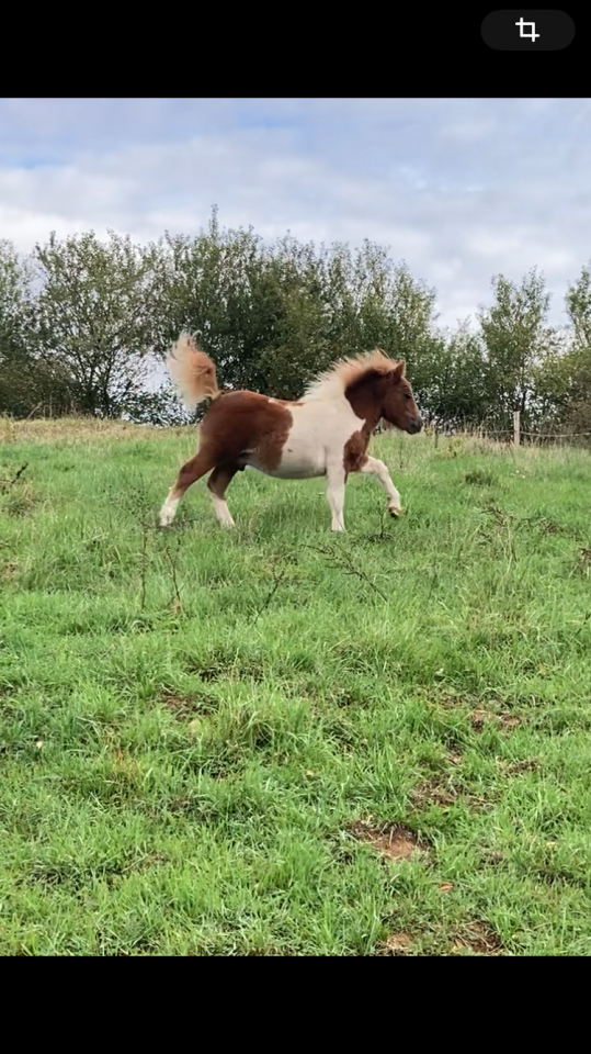 Poney type shetland 