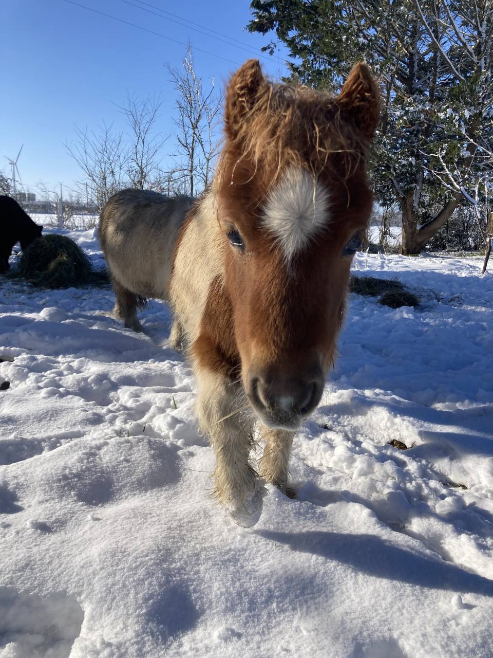 Poney type shetland 