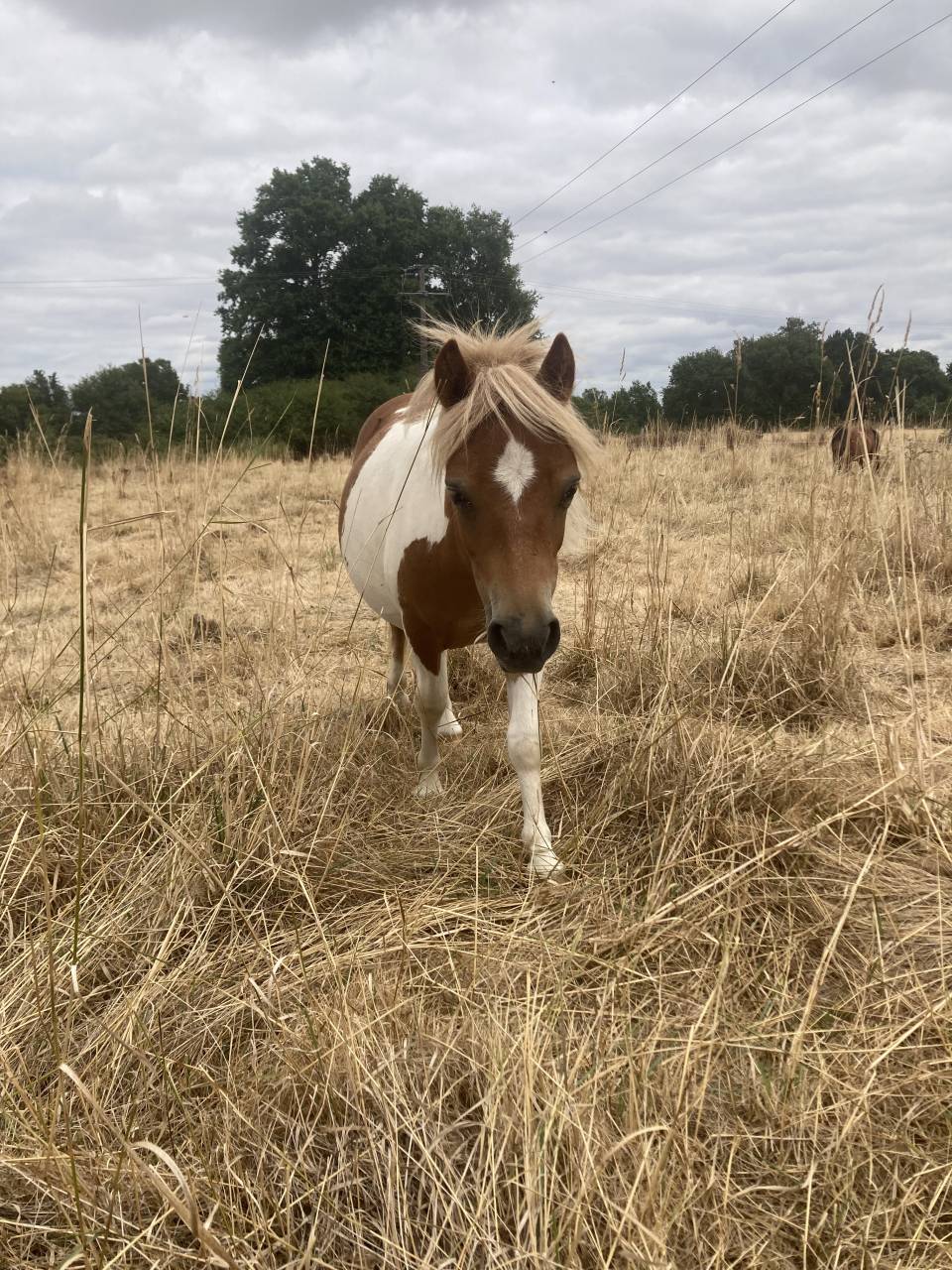 Poney type shetland 