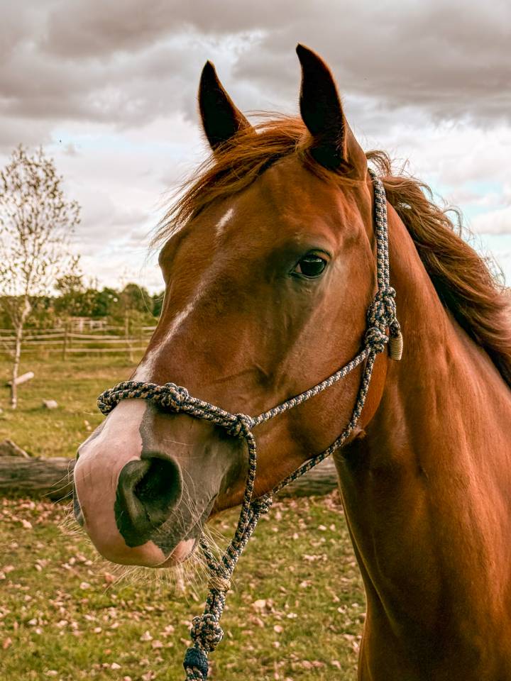 A VENDRE EN ALSACE / INFERNO SIXTY SIX FILLY