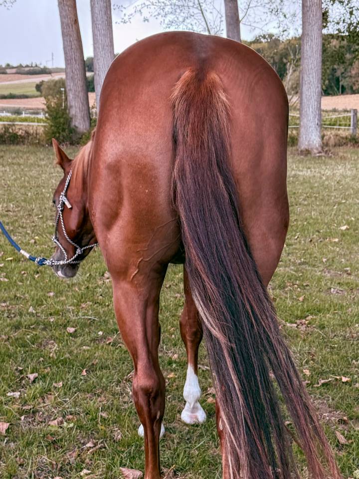 A VENDRE EN ALSACE / INFERNO SIXTY SIX FILLY