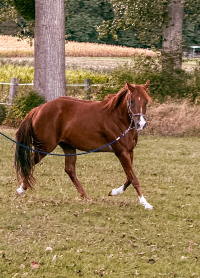 A VENDRE EN ALSACE / INFERNO SIXTY SIX FILLY