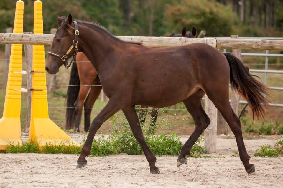Poney isabelle hongre New forest taille D 