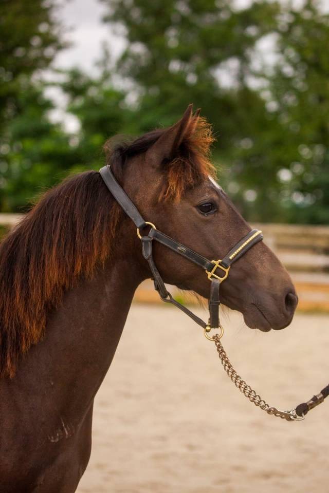 Poney isabelle hongre New forest taille D 