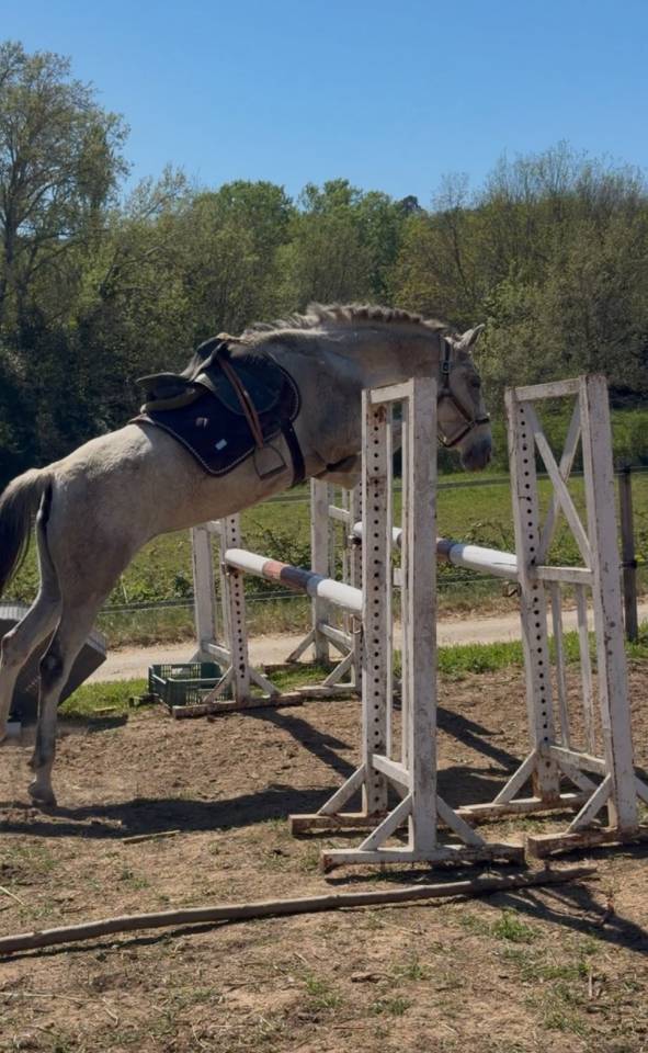Jument-onc-8 ans sport/loisir