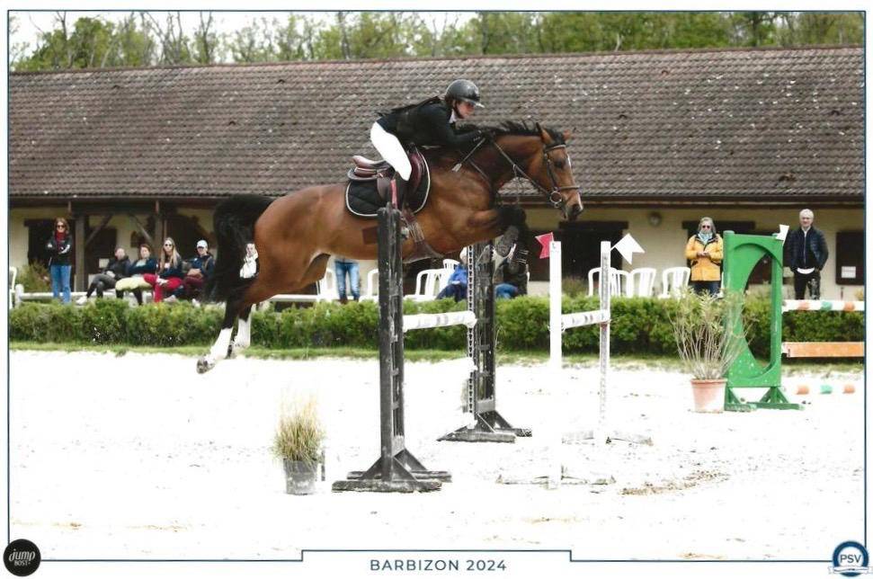 Vente jument baie de 10 ans, Belgian Warmblood