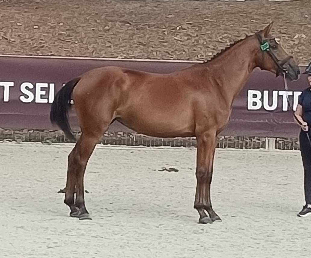 Belle Jument sport SF &ndash; 11 ans &ndash; Poulini&egrave;re