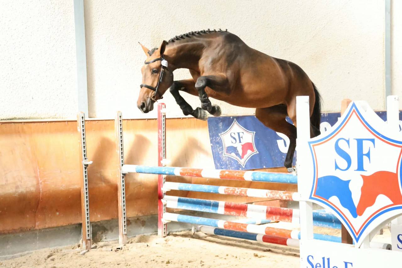Belle Jument sport SF &ndash; 11 ans &ndash; Poulini&egrave;re