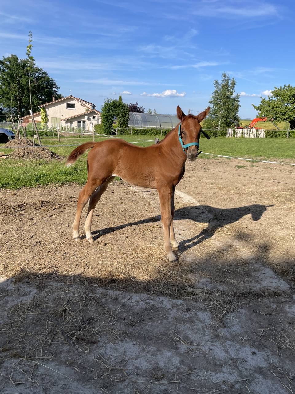 Belle Jument sport SF &ndash; 11 ans &ndash; Poulini&egrave;re