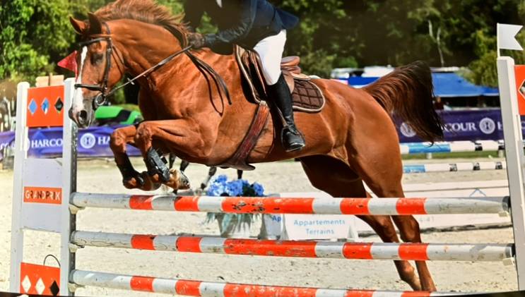Jument de sport 