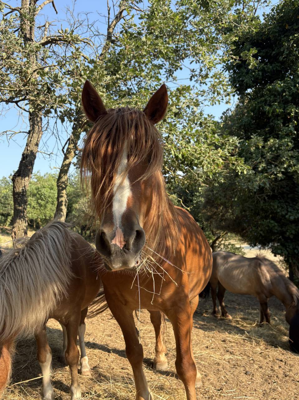 PONETTE 9 ANS