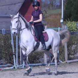 Hongre Cruzado Lusitanien 11 ans