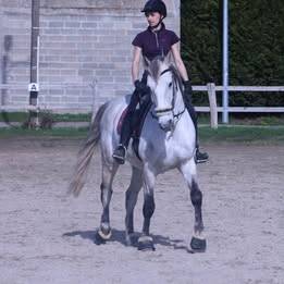 Hongre Cruzado Lusitanien 11 ans