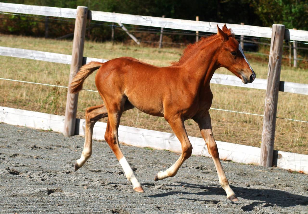 Pouliche Alezane PP PFS - Fille de Champagne d&rsquo;Arcus