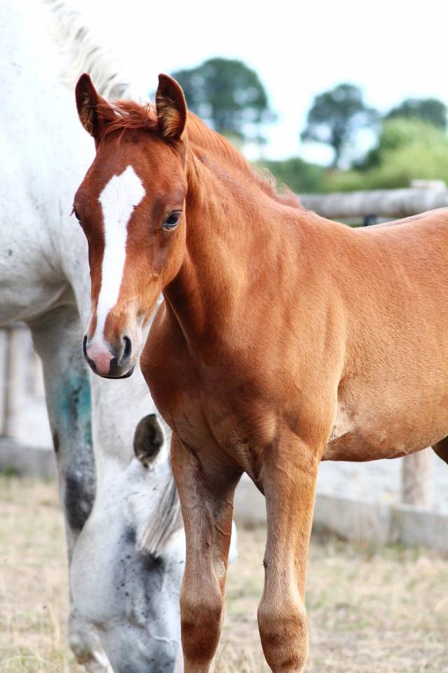 Pouliche Alezane PP PFS - Fille de Champagne d&rsquo;Arcus