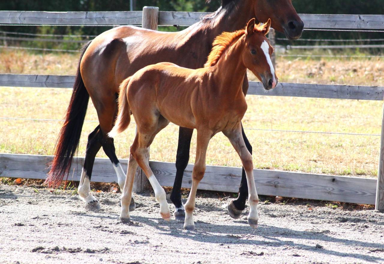 Pouliche Alezane PP PFS - Fille de Champagne d&rsquo;Arcus
