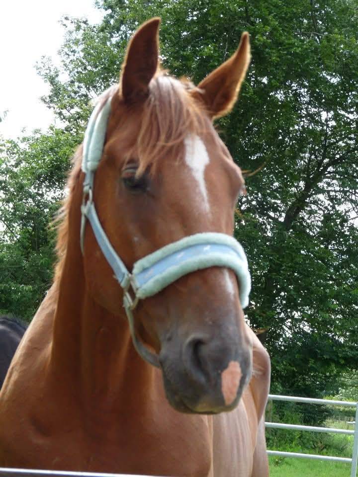 Cheval de c&oelig;ur &agrave; vendre 