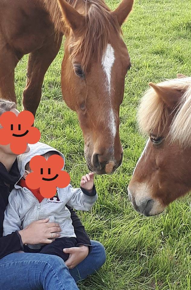 Cheval de c&oelig;ur &agrave; vendre 