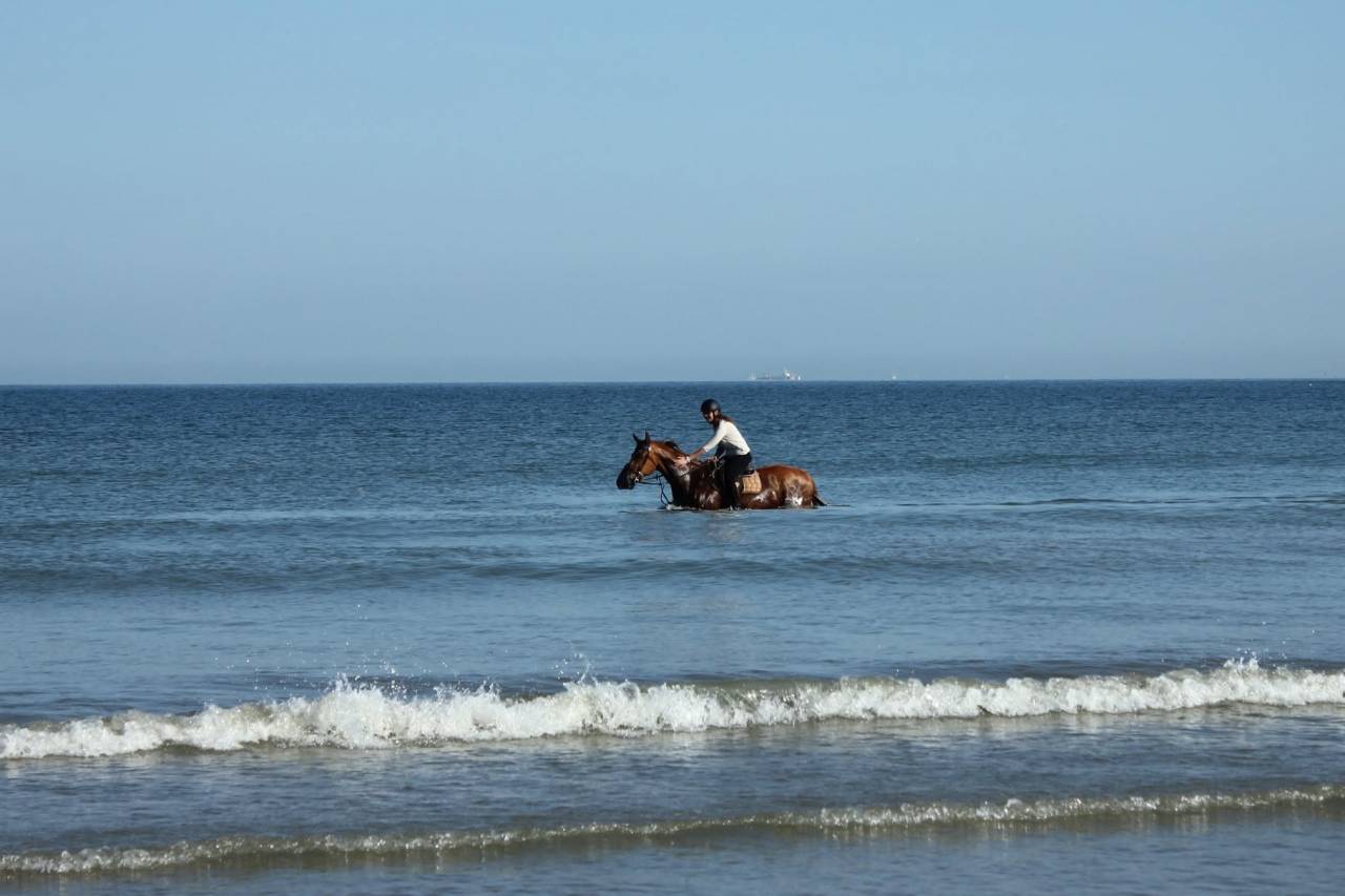 Cheval de c&oelig;ur &agrave; vendre 