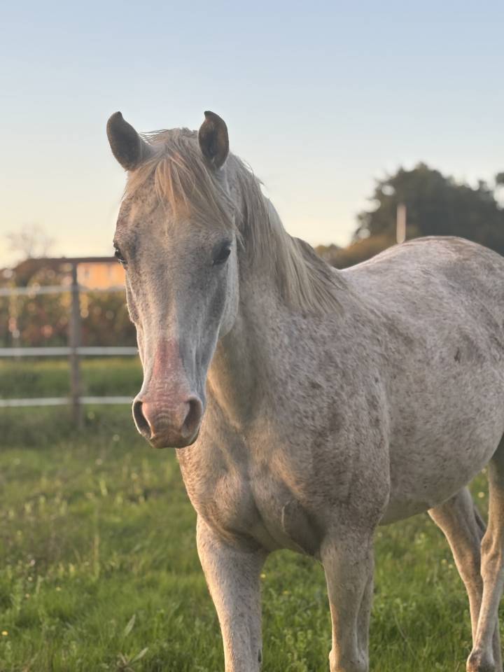 Poney de sport &agrave; vendre 