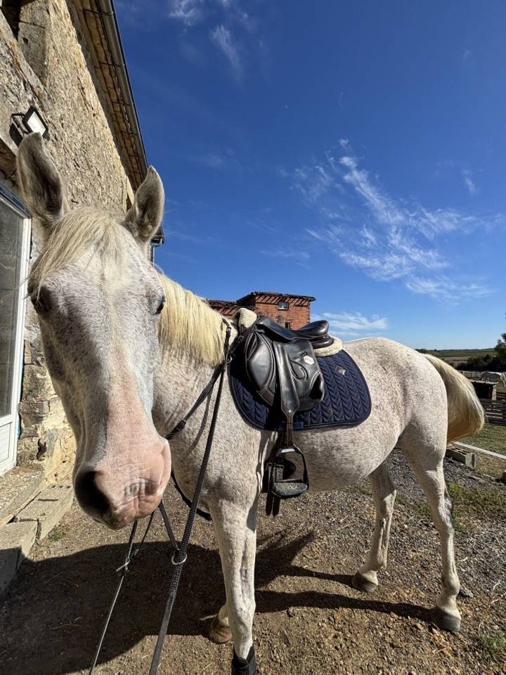 Poney de sport &agrave; vendre 