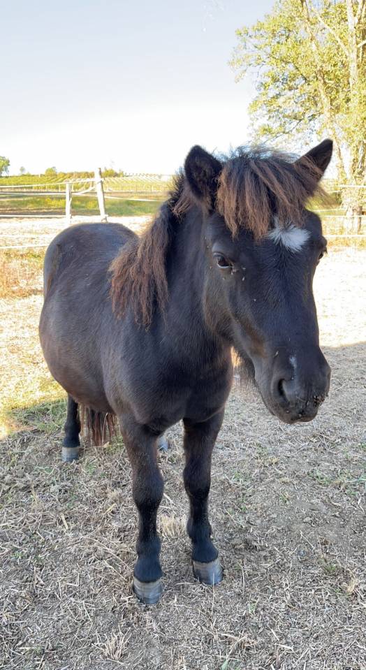 Shetland &agrave; vendre 