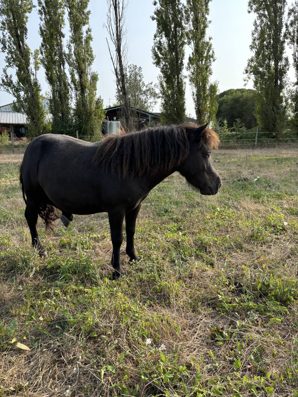 Shetland &agrave; vendre 