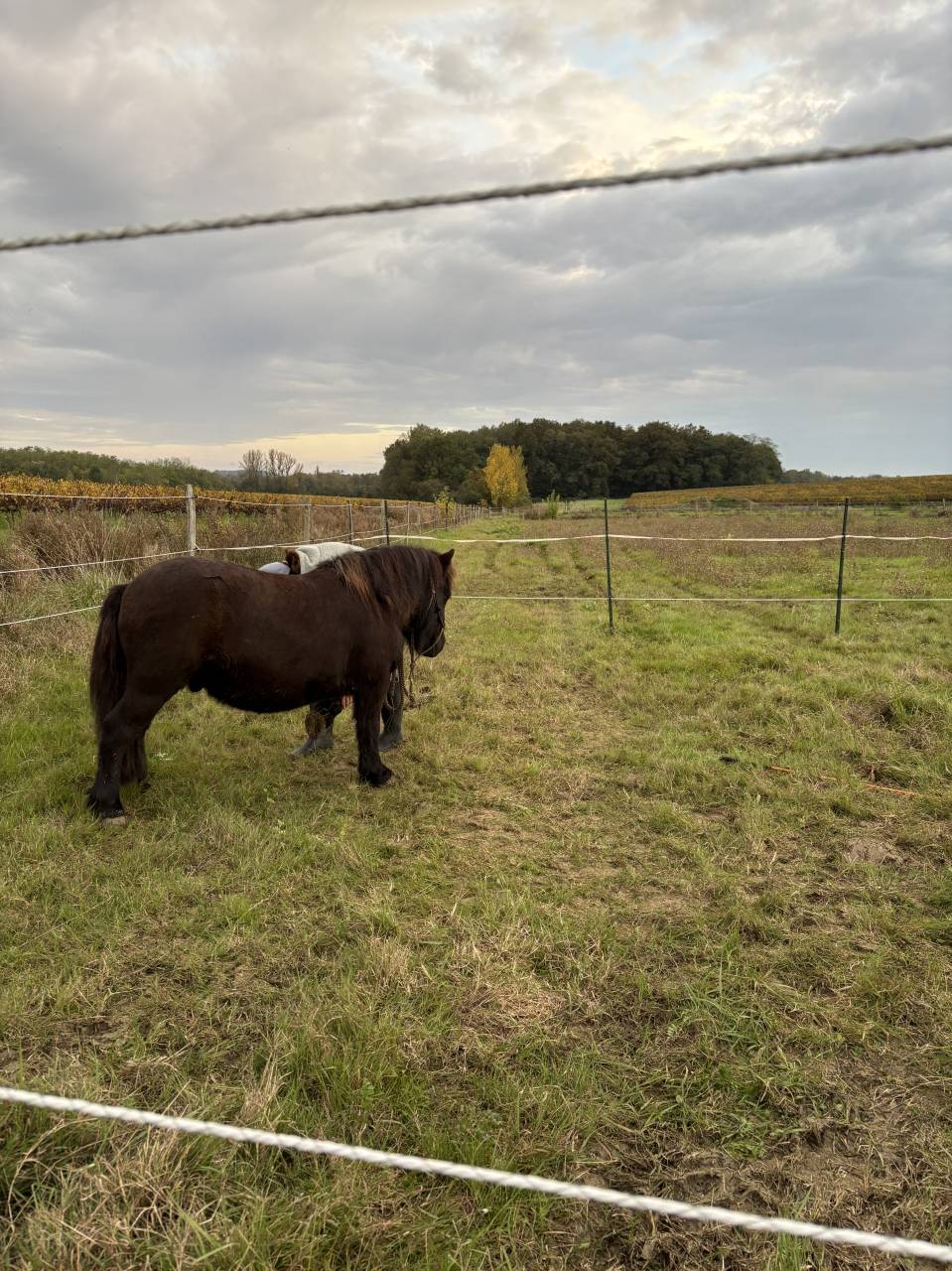 Shetland &agrave; vendre 