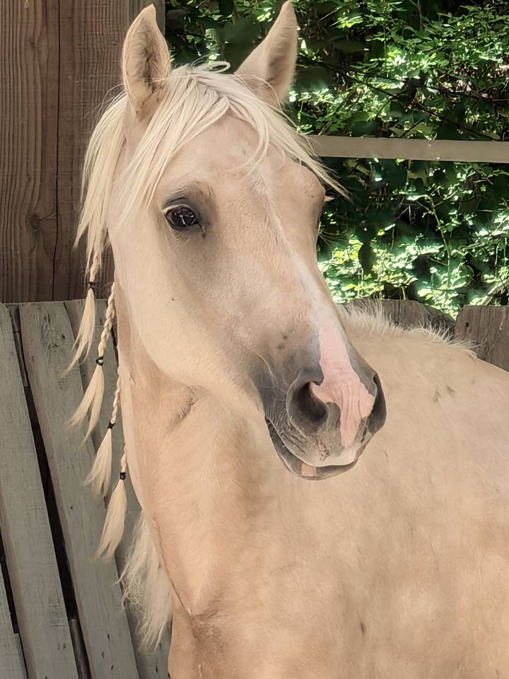 Poney sport ou &eacute;levage Palomino 