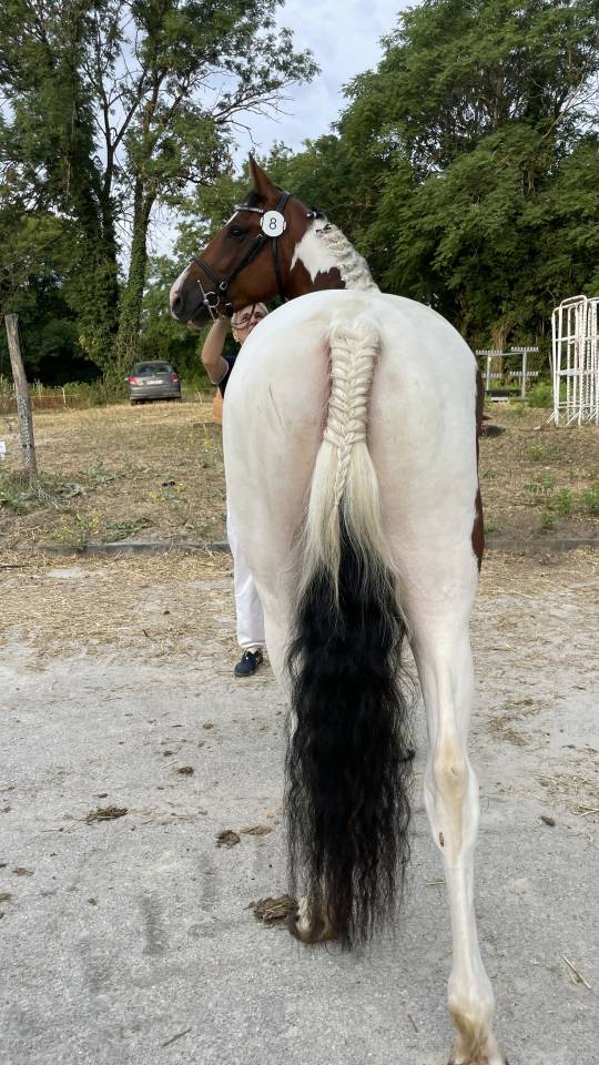 Belle jument  3 ans SF
