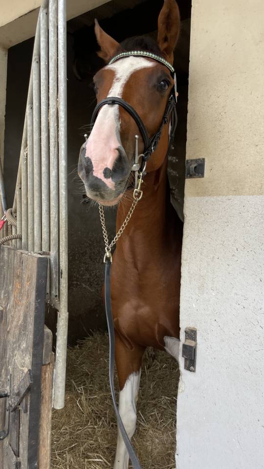 Belle jument  3 ans SF