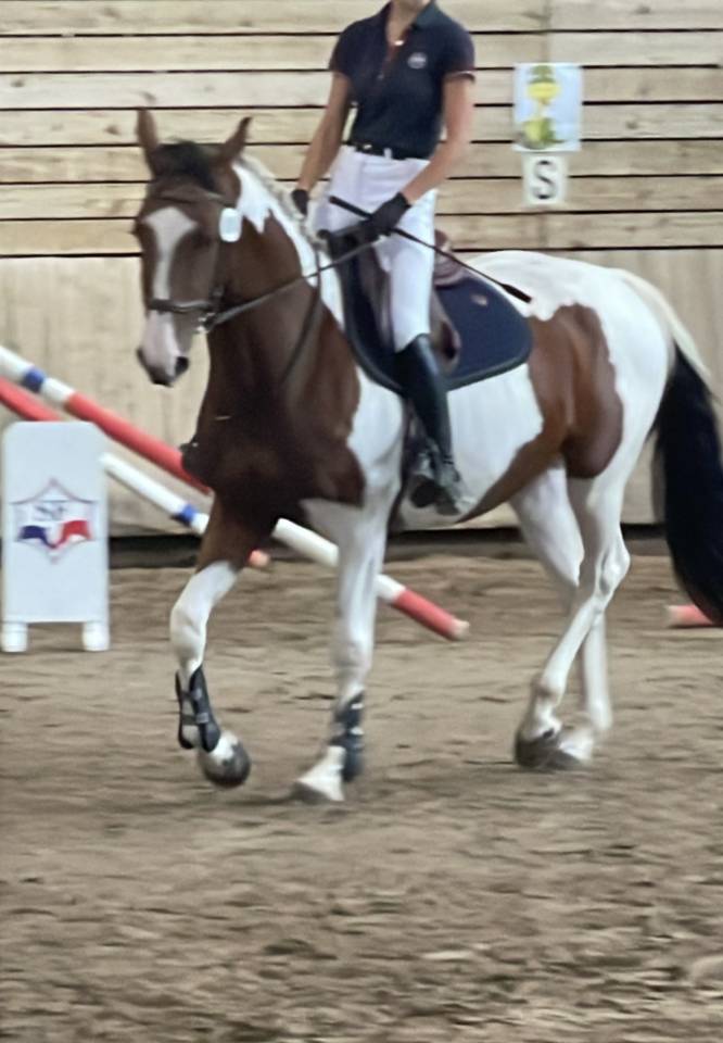 Belle jument  3 ans SF