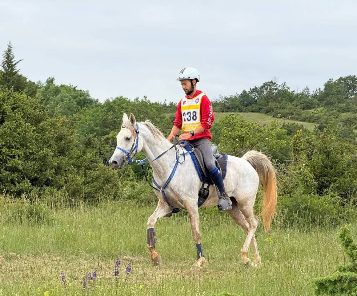 hongre pur sang arabe 6 ans qualifi&eacute; 80km