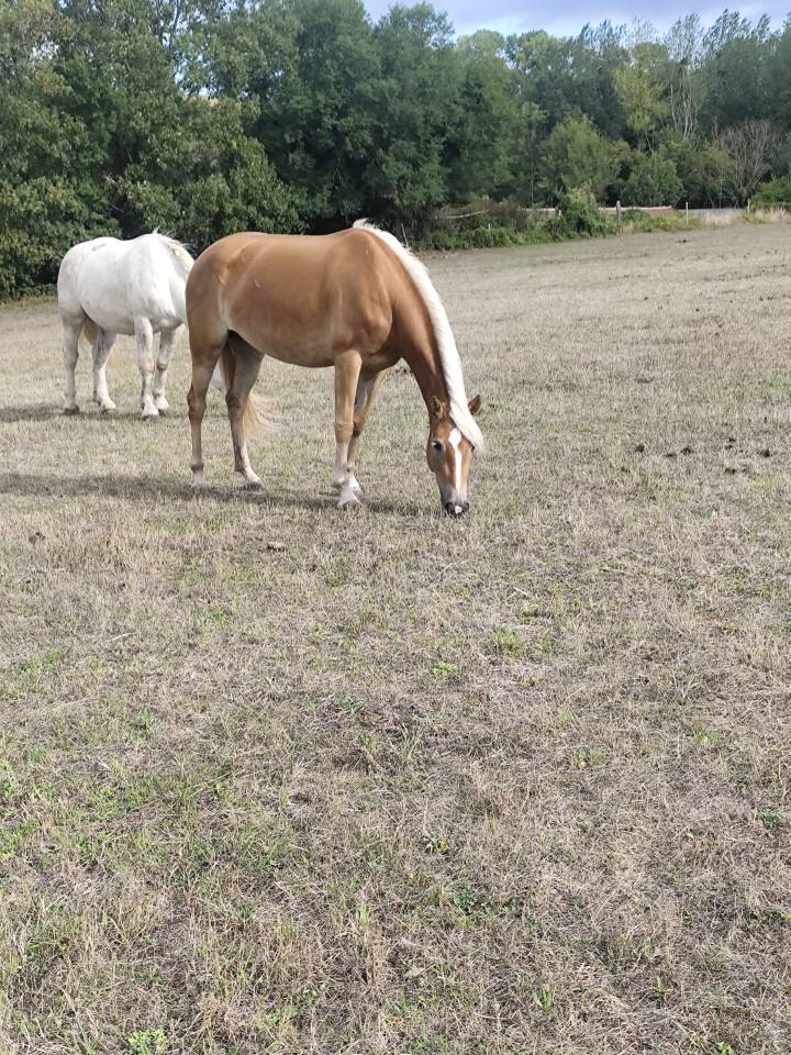 Jument Haflinger - 4 ans loisir 